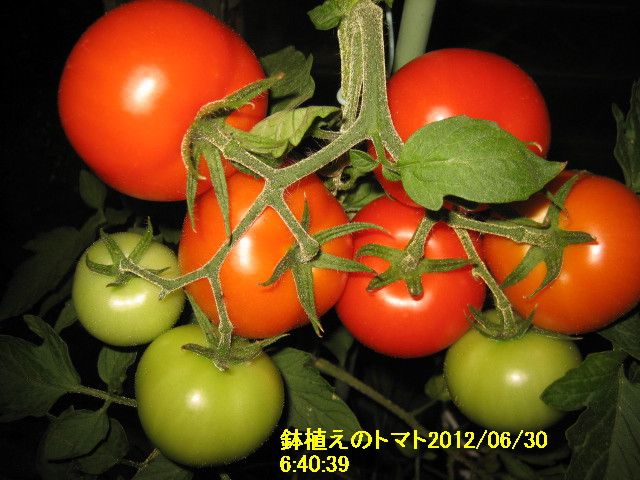 トマトの鉢植えの様子２