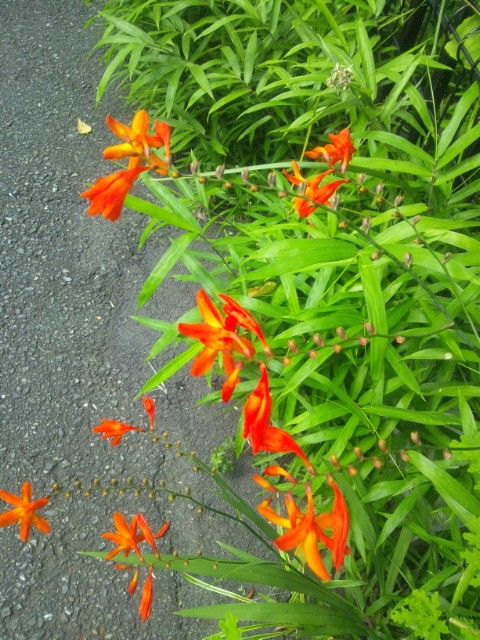 通勤途中の植物