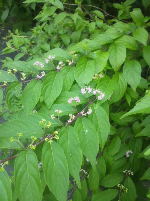 通勤途中の植物