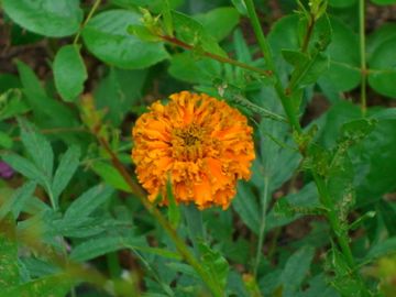 今朝の庭から　その④草花編