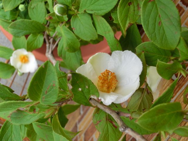 涼を呼ぶ花達。