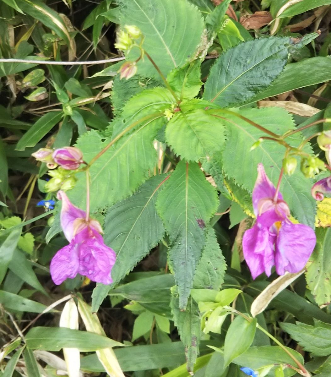 マラソン沿道に咲く野の花