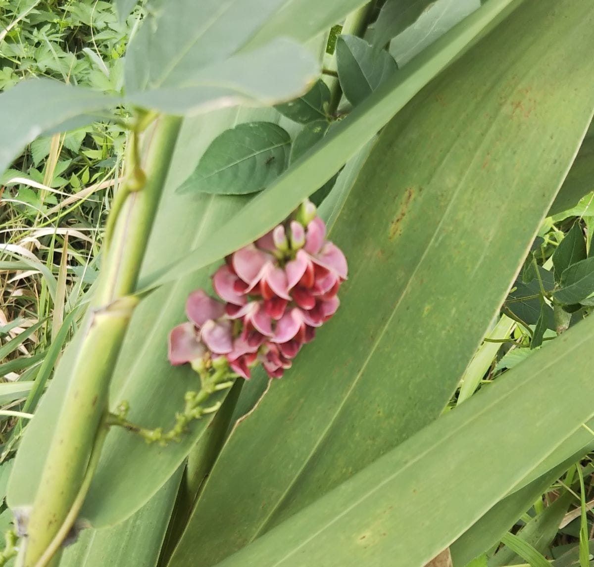 マラソン沿道に咲く野の花