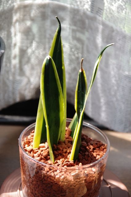 ポチボスさんに貰ったポイン