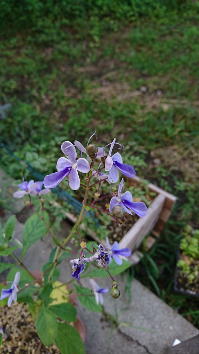 可愛い🌼