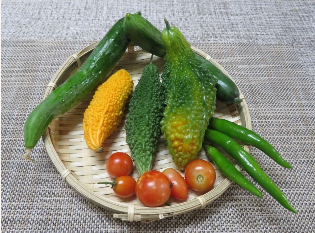 🍅実となる野菜の収穫