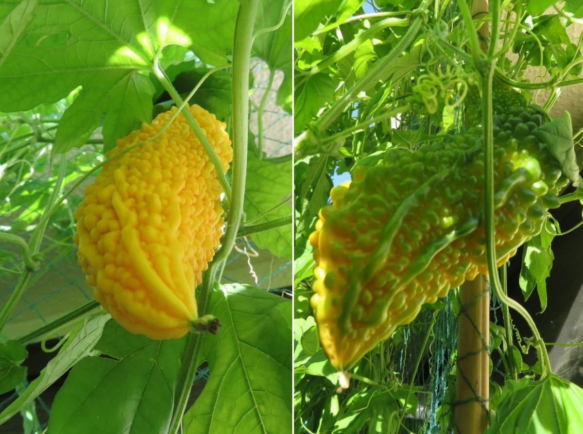 🍅実となる野菜の収穫