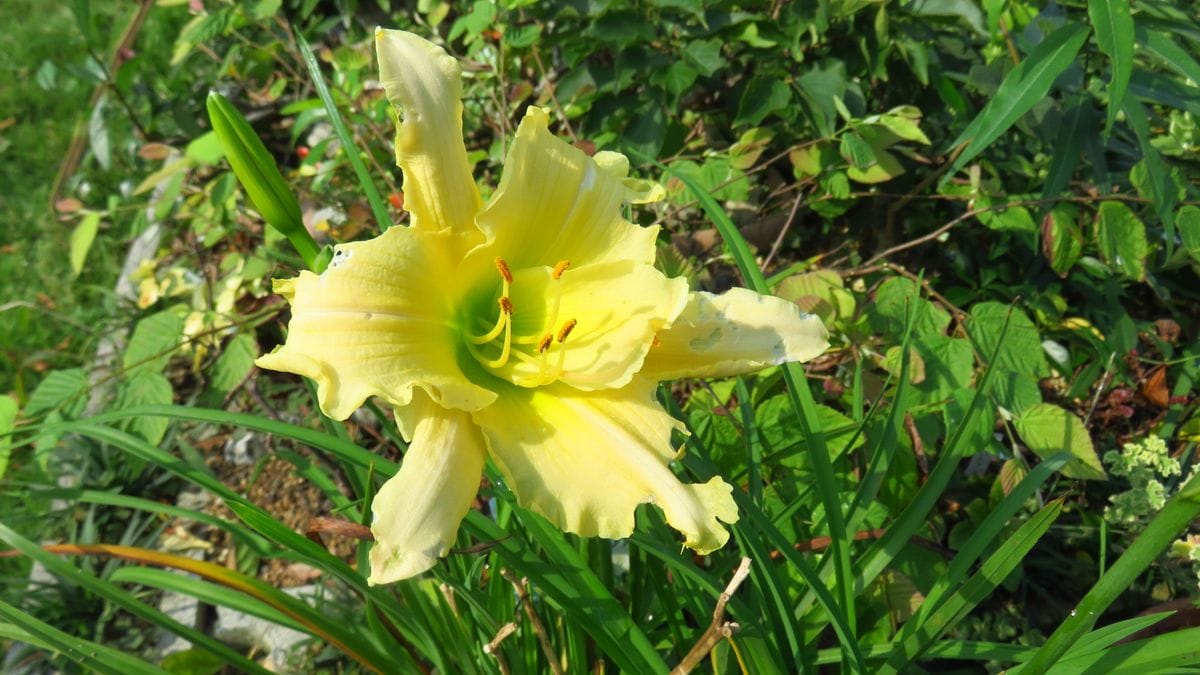 来年の地植え候補ナンバーワン