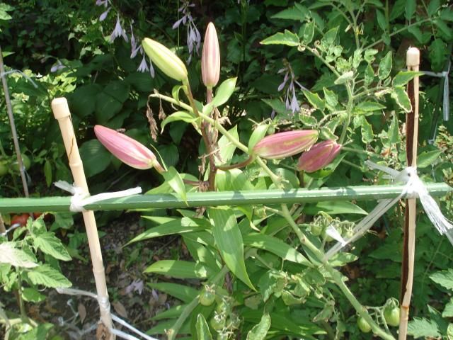 ユリの蕾が開き始めました