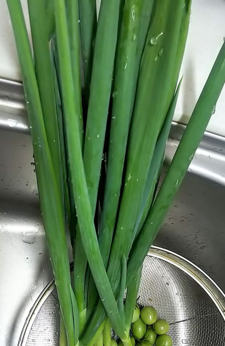 ミニトマトとネギの植え替え🌿