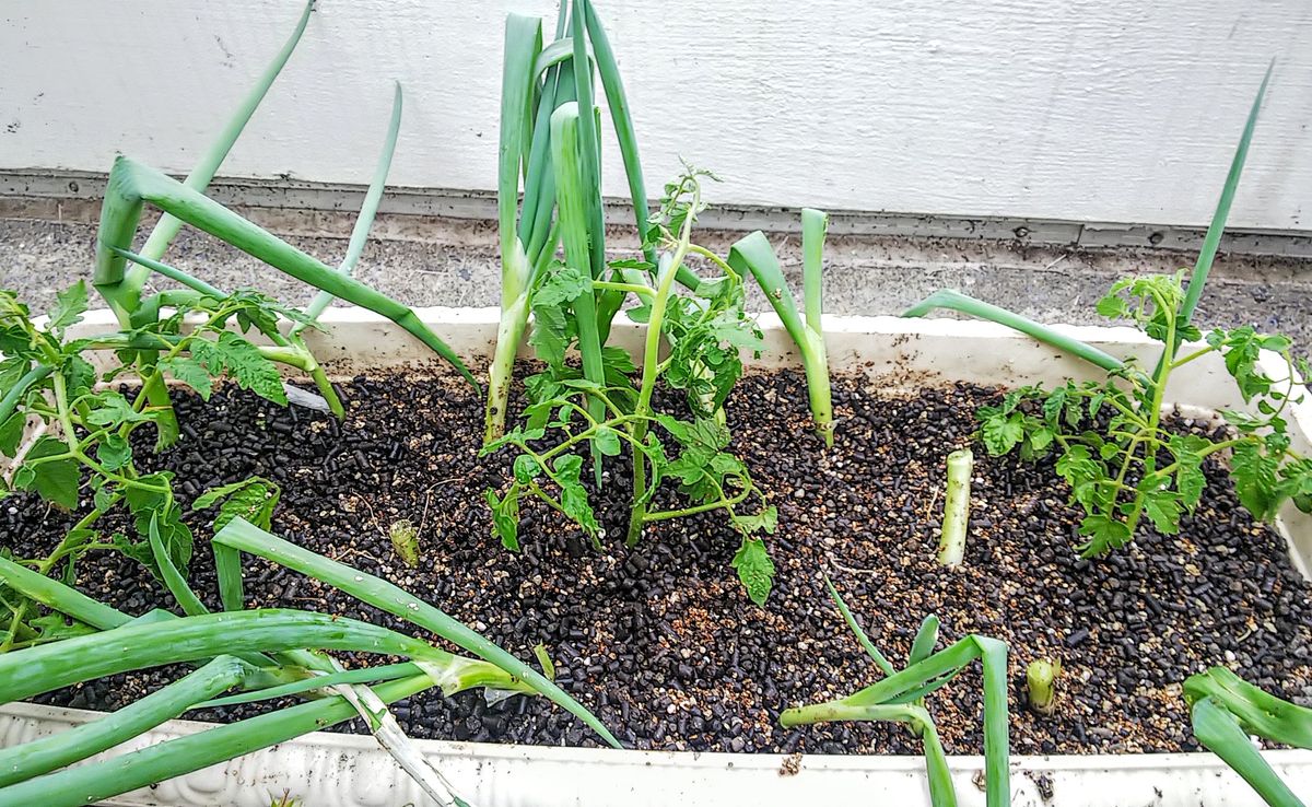 ミニトマトとネギの植え替え🌿