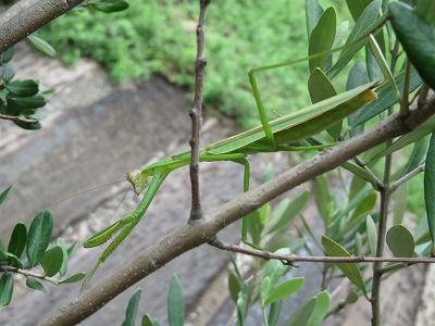 庭の狩人2・・・カマキリ成長中！