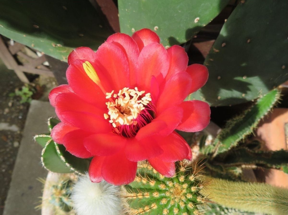 🌵柱サボテン🌵の花咲く