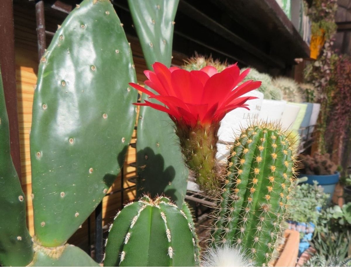 🌵柱サボテン🌵の花咲く