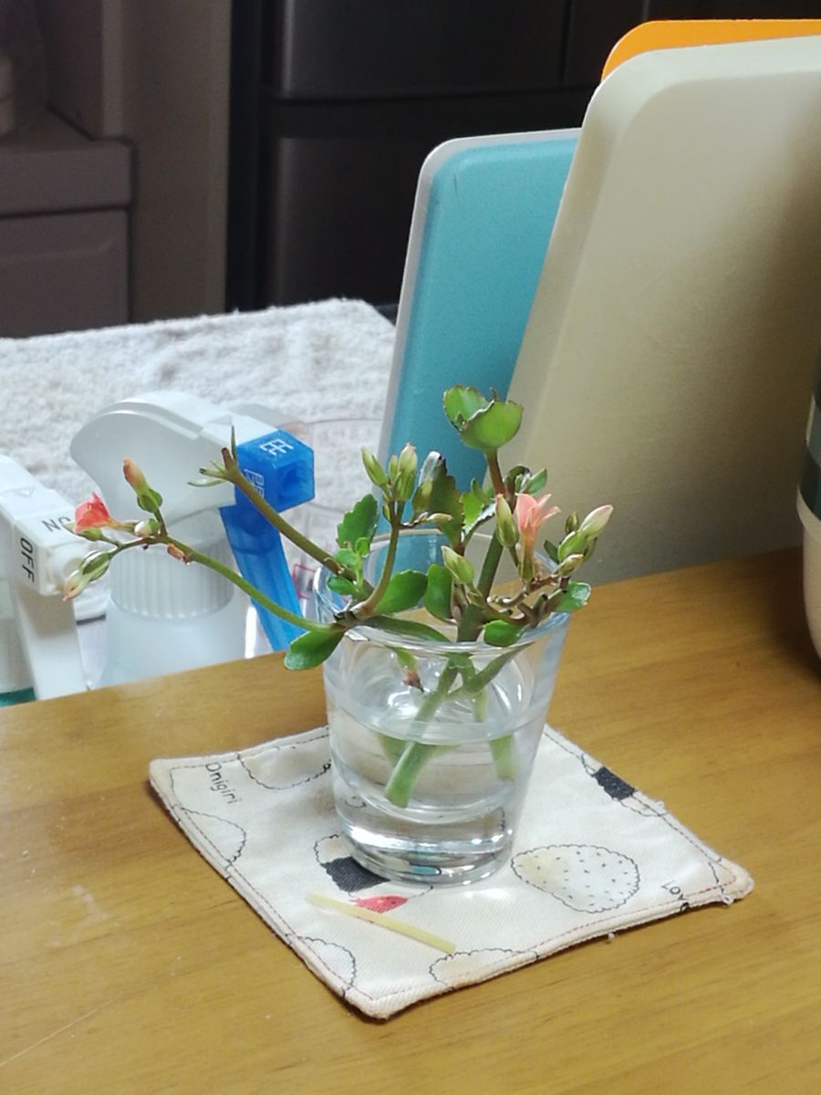 摘み芽からお花と根っこ咲いた！