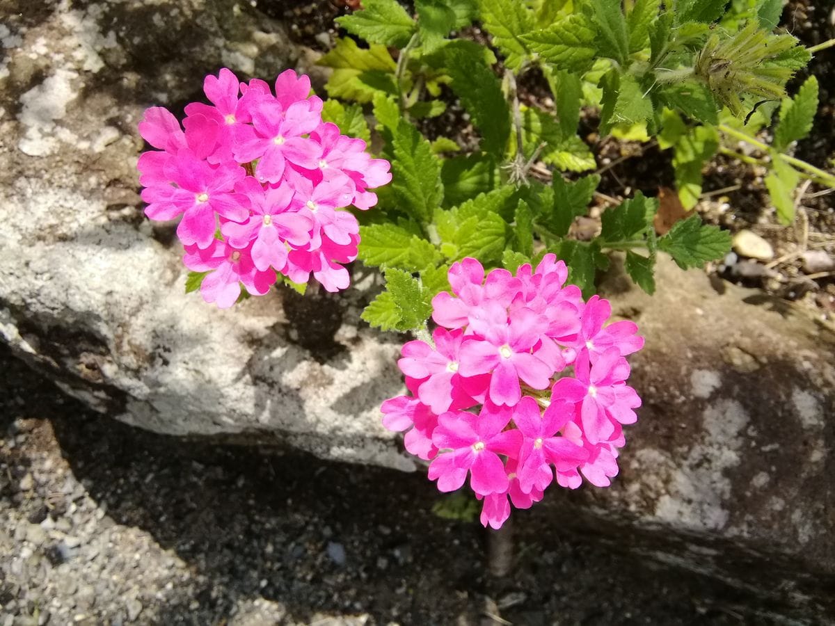 夏に逆戻り