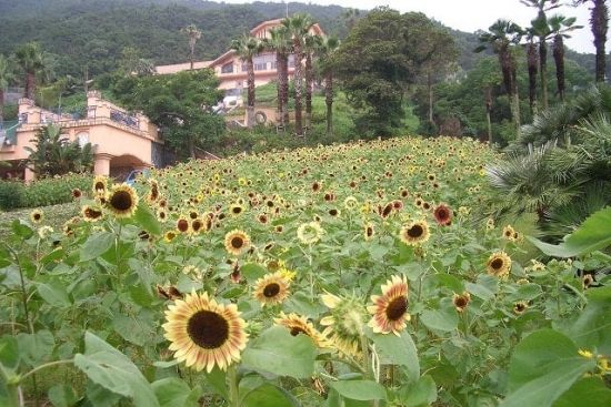 ひまわり🌻ルビーイクリプス