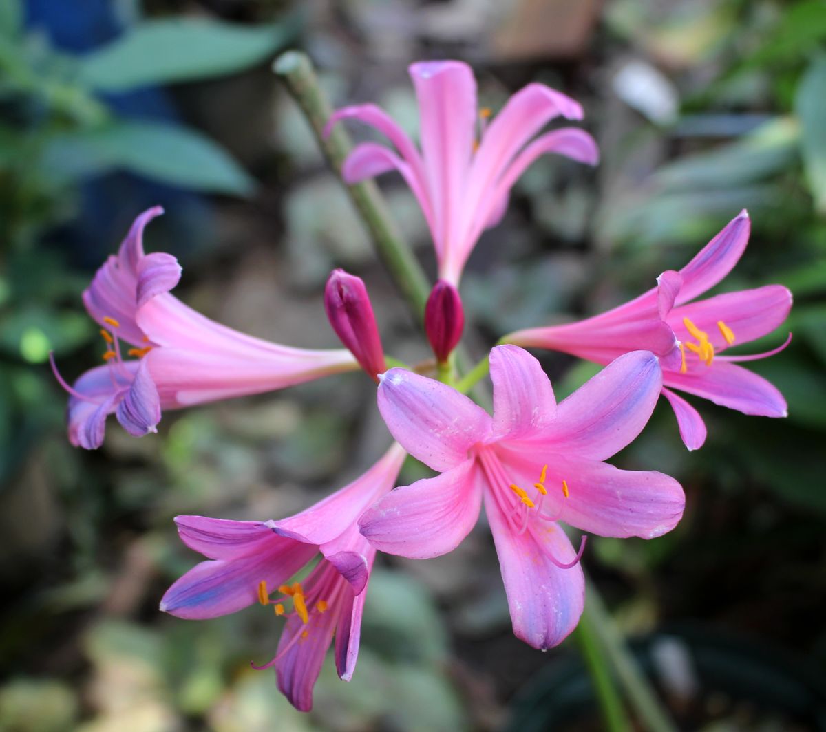 リコリスの花