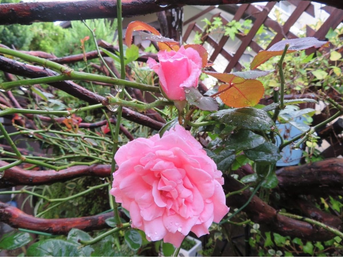 🌻今日の花たち🌻その105