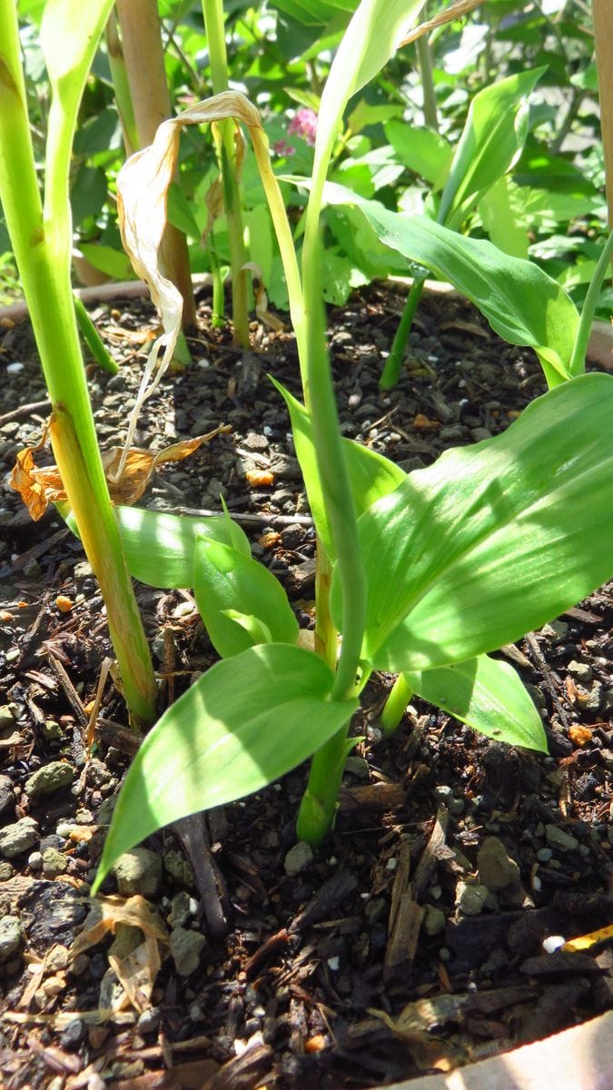 久しぶりの野菜栽培