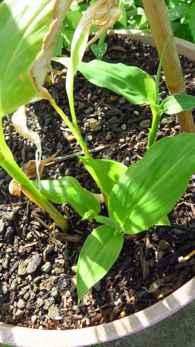 久しぶりの野菜栽培