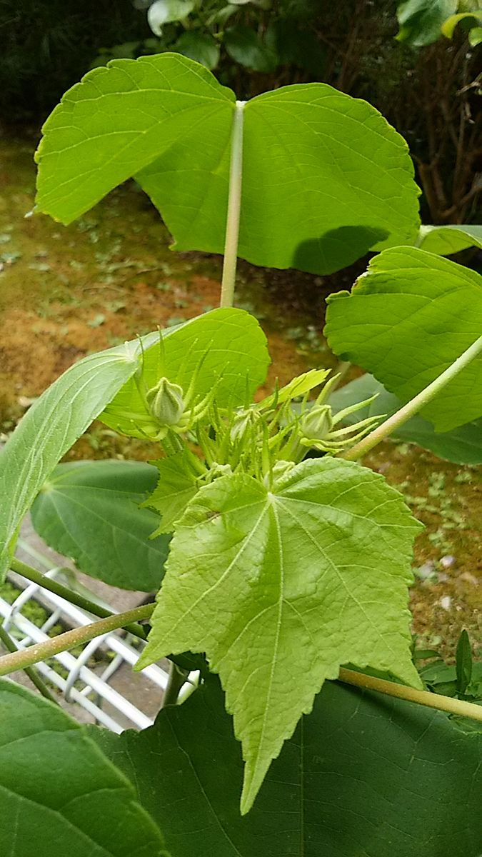 今日のベランダ🌿