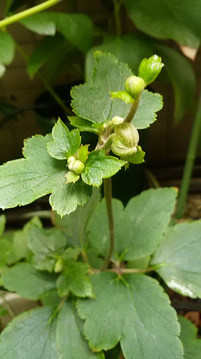 今日のベランダ🌿