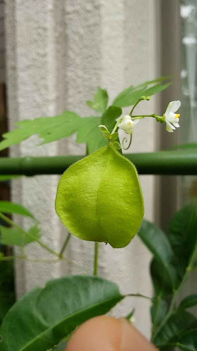 今日のベランダ🌿