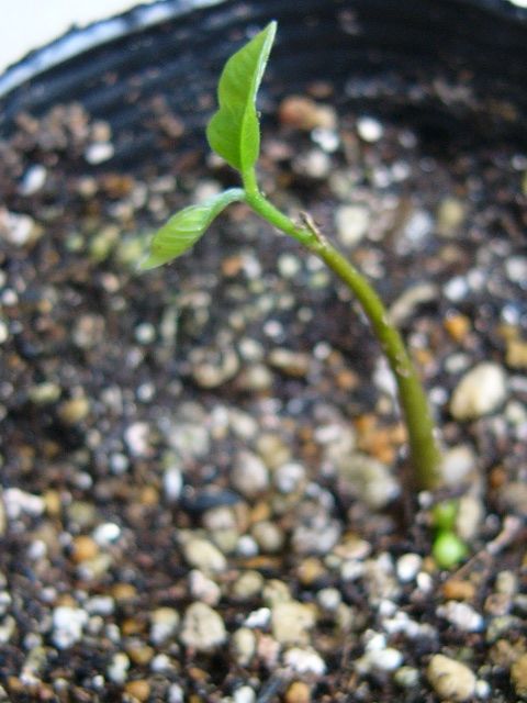 アテモヤが発芽したが