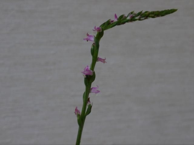 寄せ植え、ねじ花、他