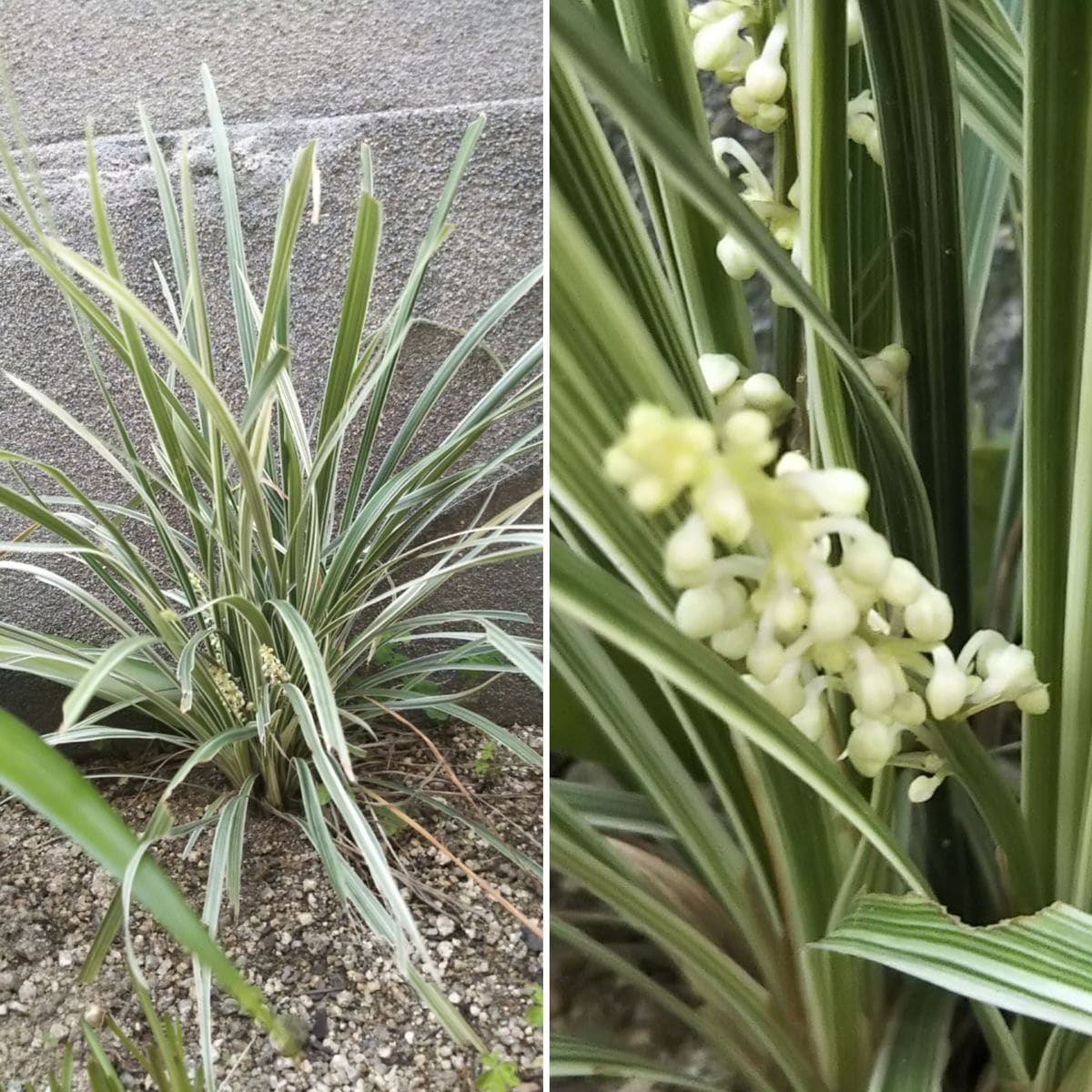 今日のお庭のお花たち