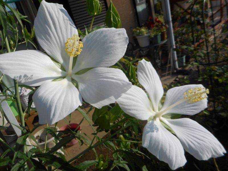 色んなお花♪