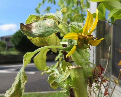 ヒマワリ・・2度目の開花は超ちっこい・・・