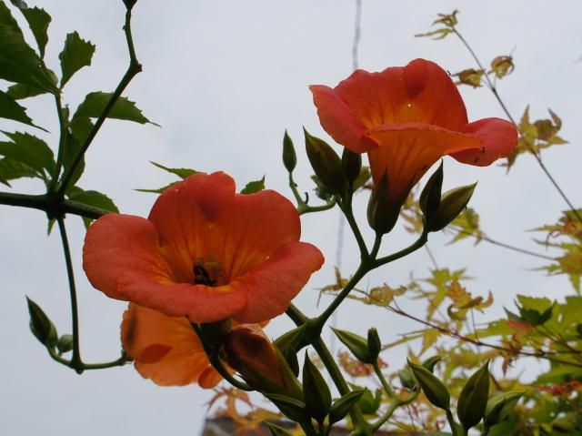 夏の花が咲いてきました。