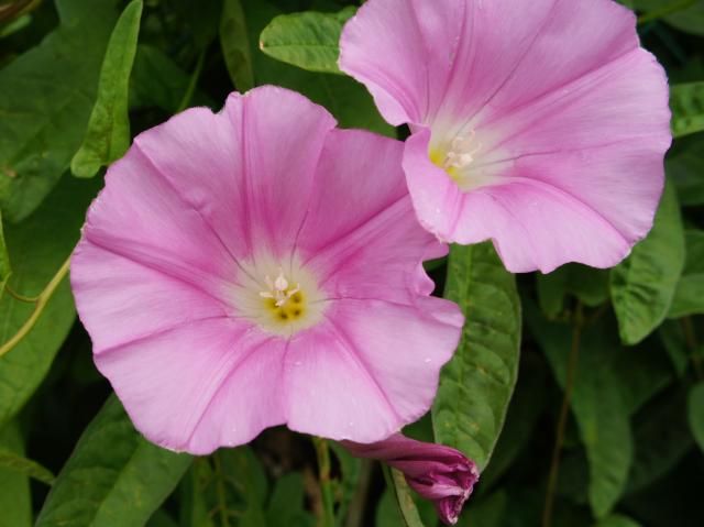 夏の花が咲いてきました。