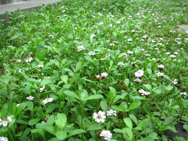 週末の用事と雨が重なると・・・[i:252]