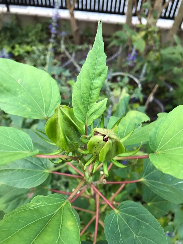 タイタンビカスにまた蕾が