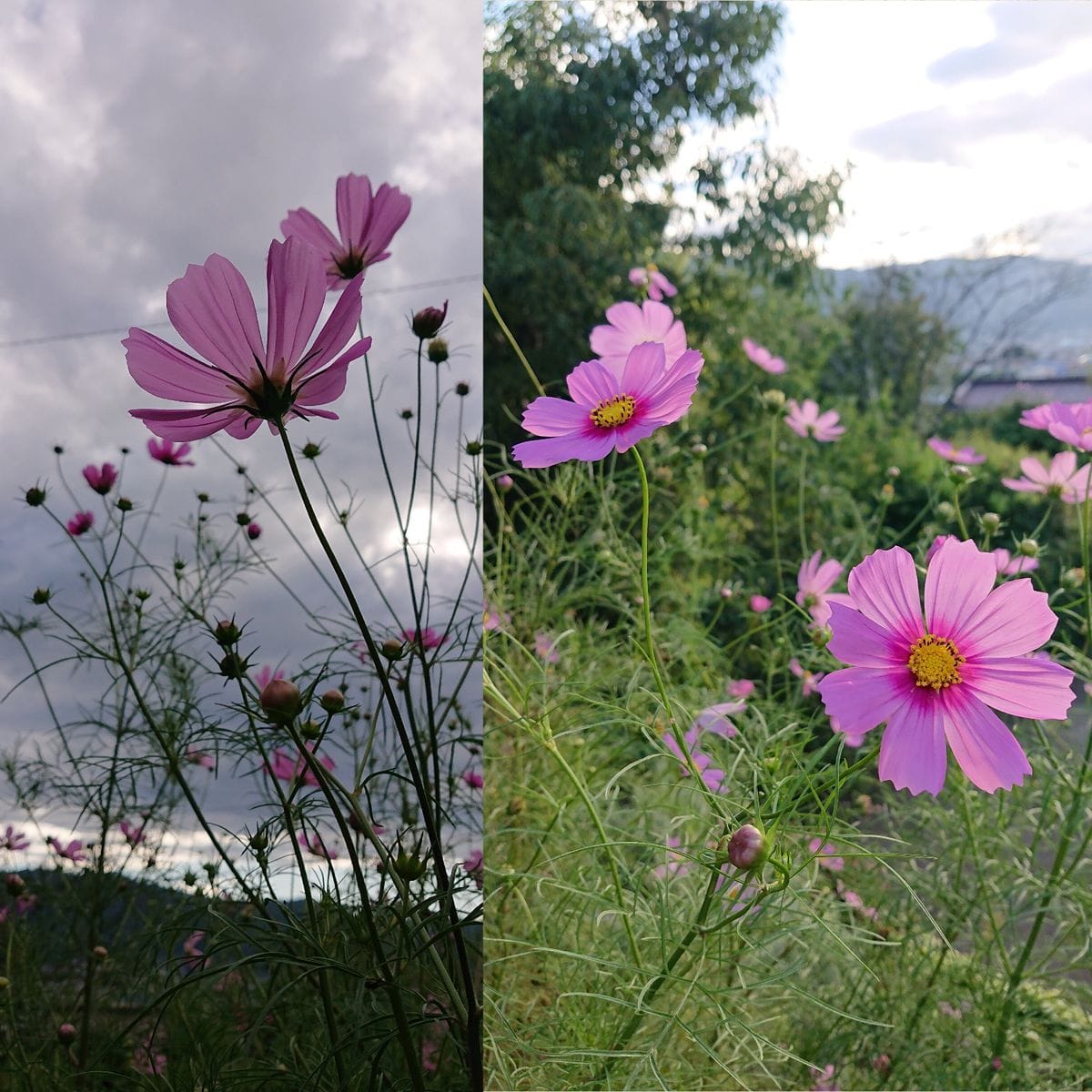 秋のお花が咲き始めました🌼