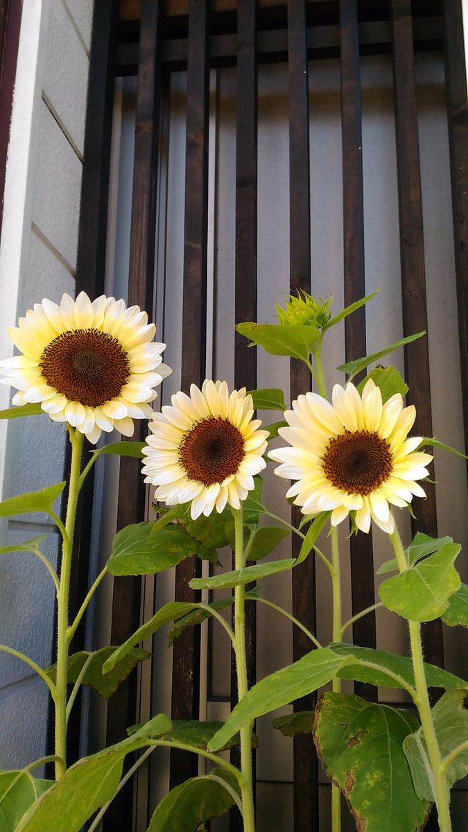 ひまわり🌻プロカットホワイトナイト🌻開花中①