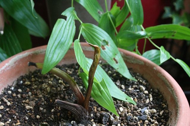 タッカ・シャンテリエリを植えつけたのですが