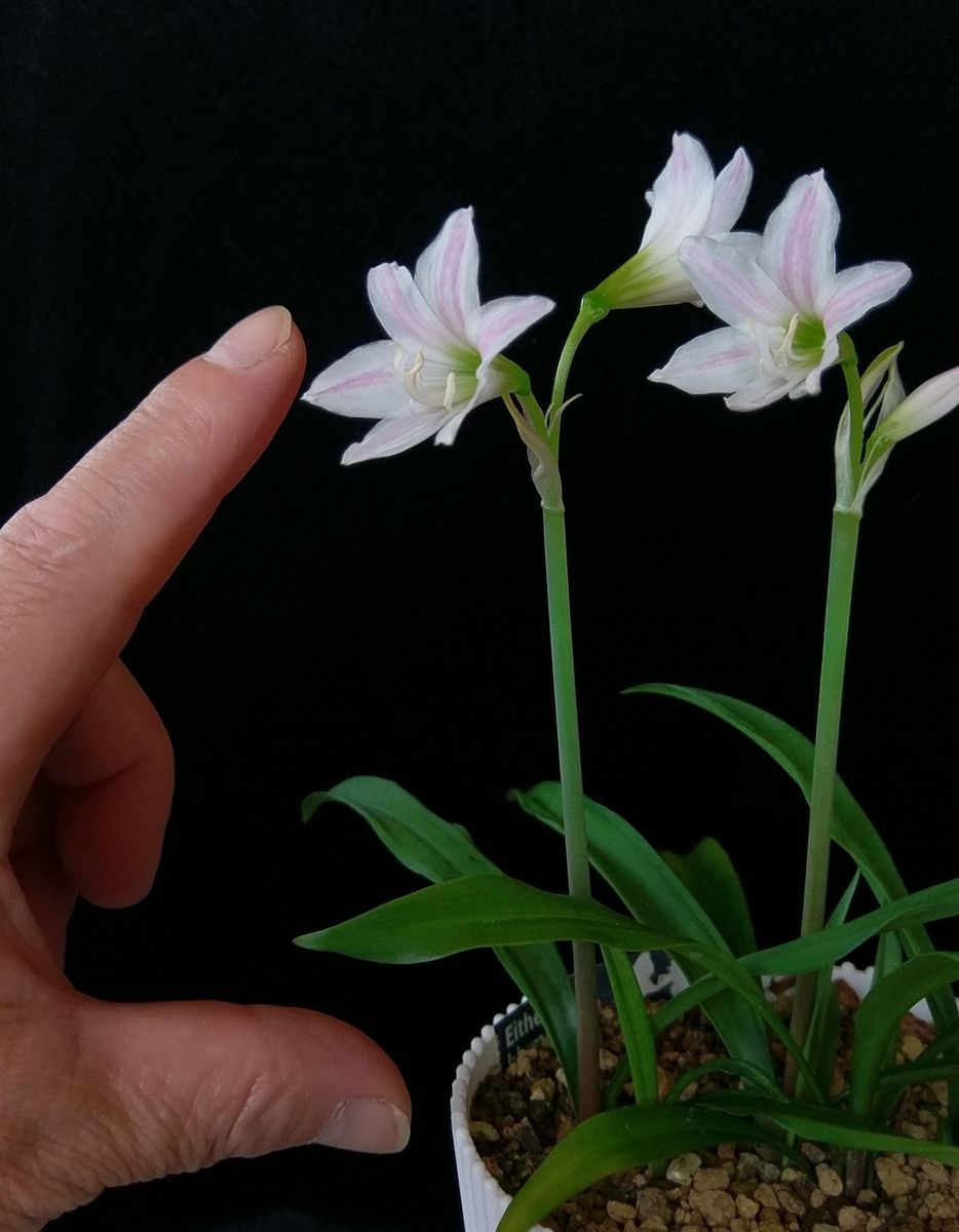 ミニアマリリスの3番花