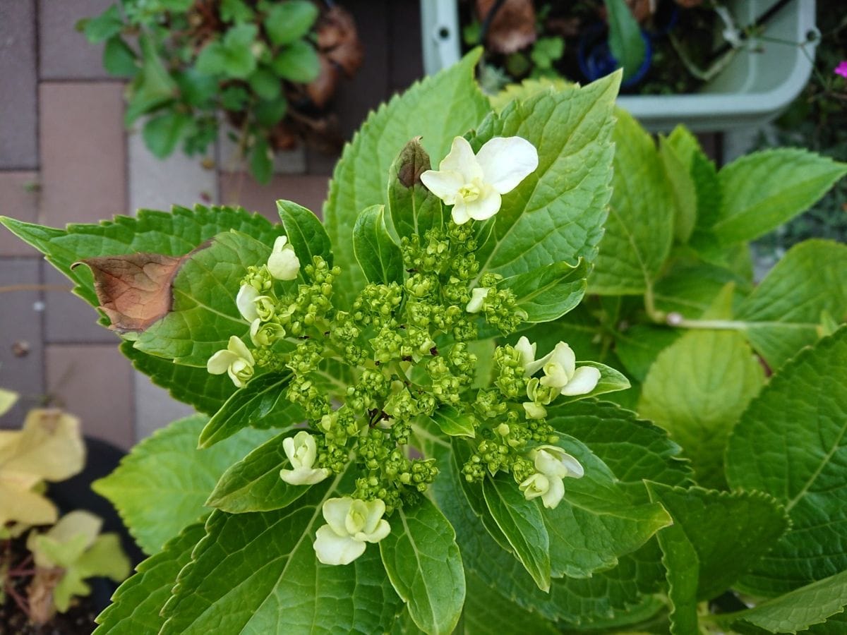 今日の花たち9.09