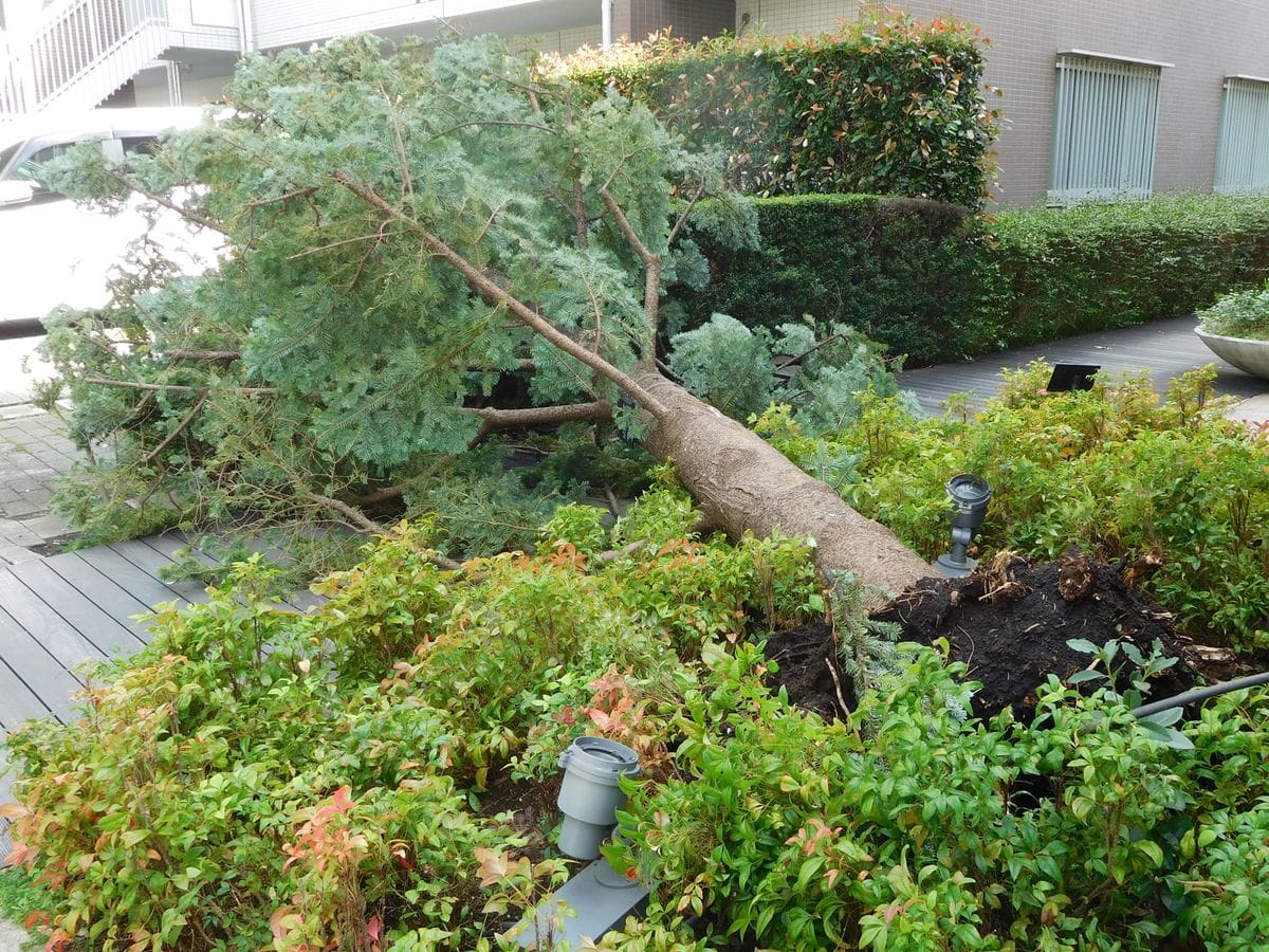 台風15号