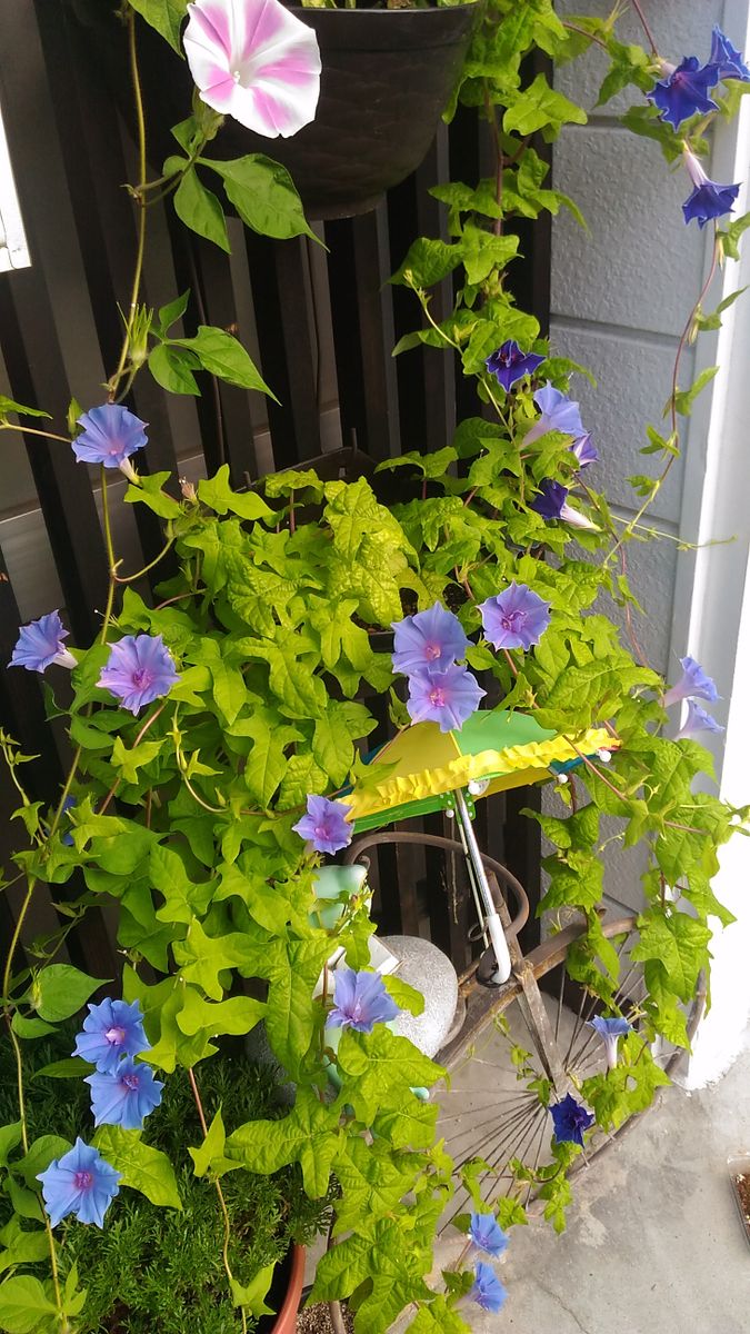 アルブカ・スピラリス・フリズルシズ🌱植え替え