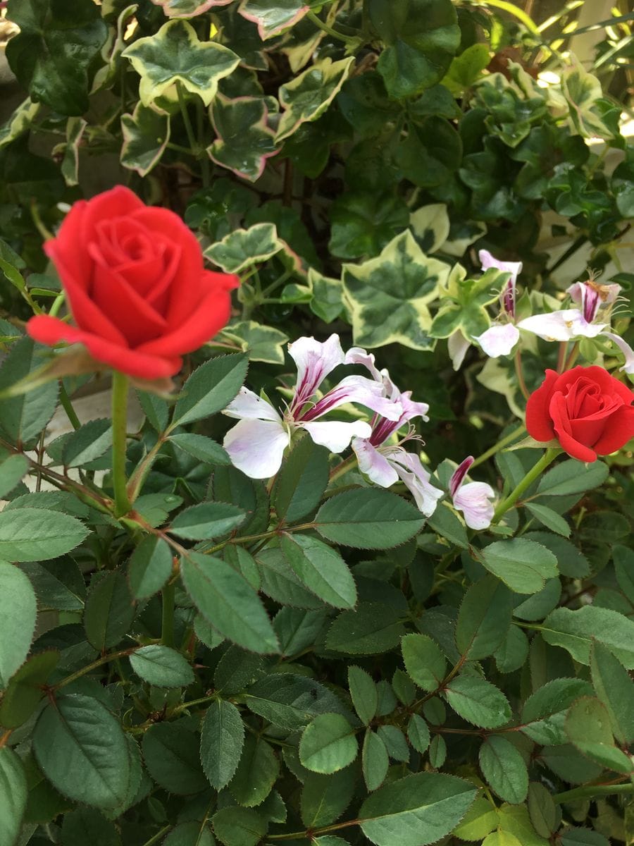 ミニ薔薇🌹咲きました😆⤴️