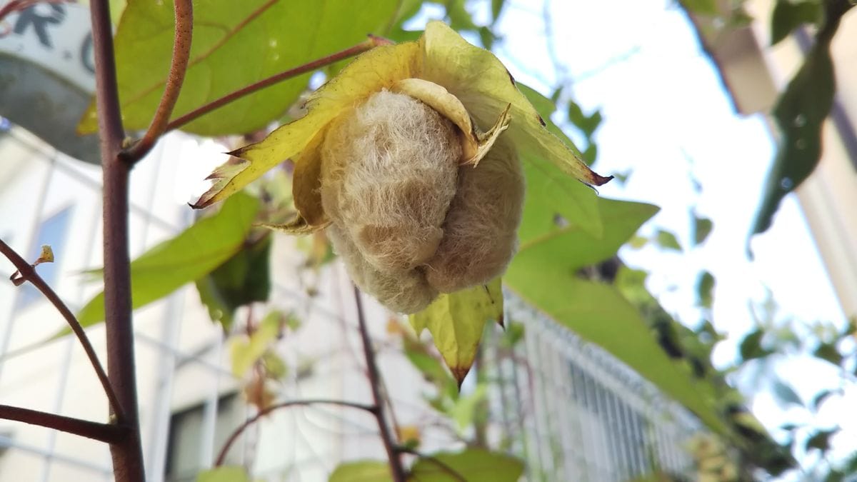 綿が弾けた😆