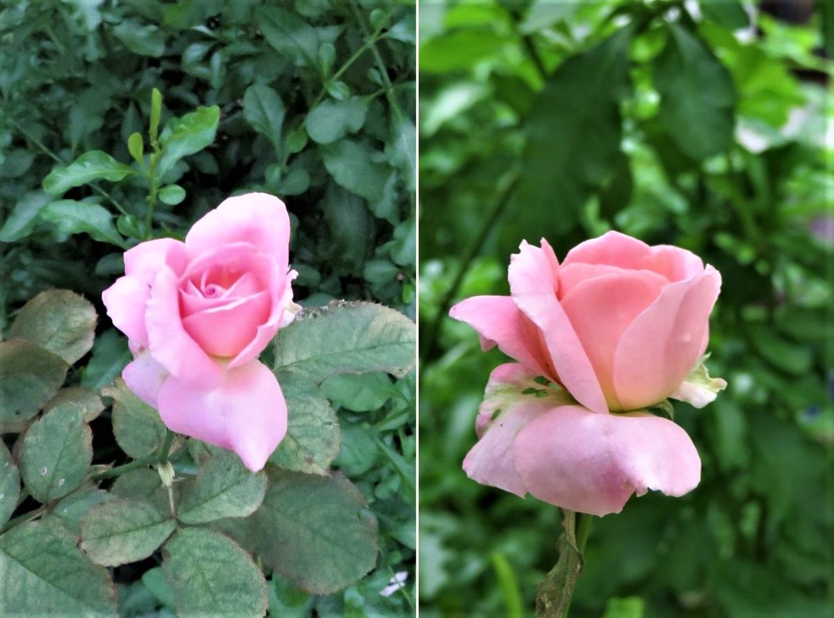 🌻今日の花たち🌻その107