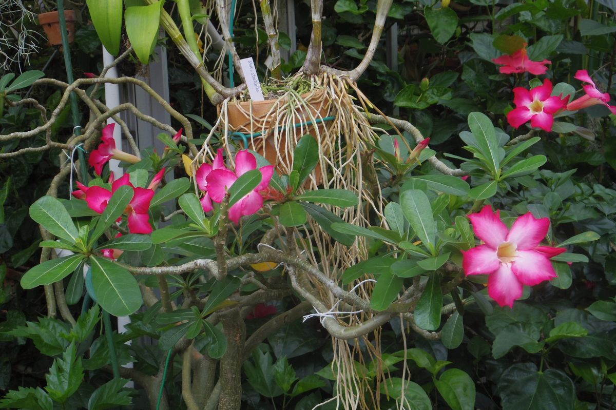 今日の庭の花