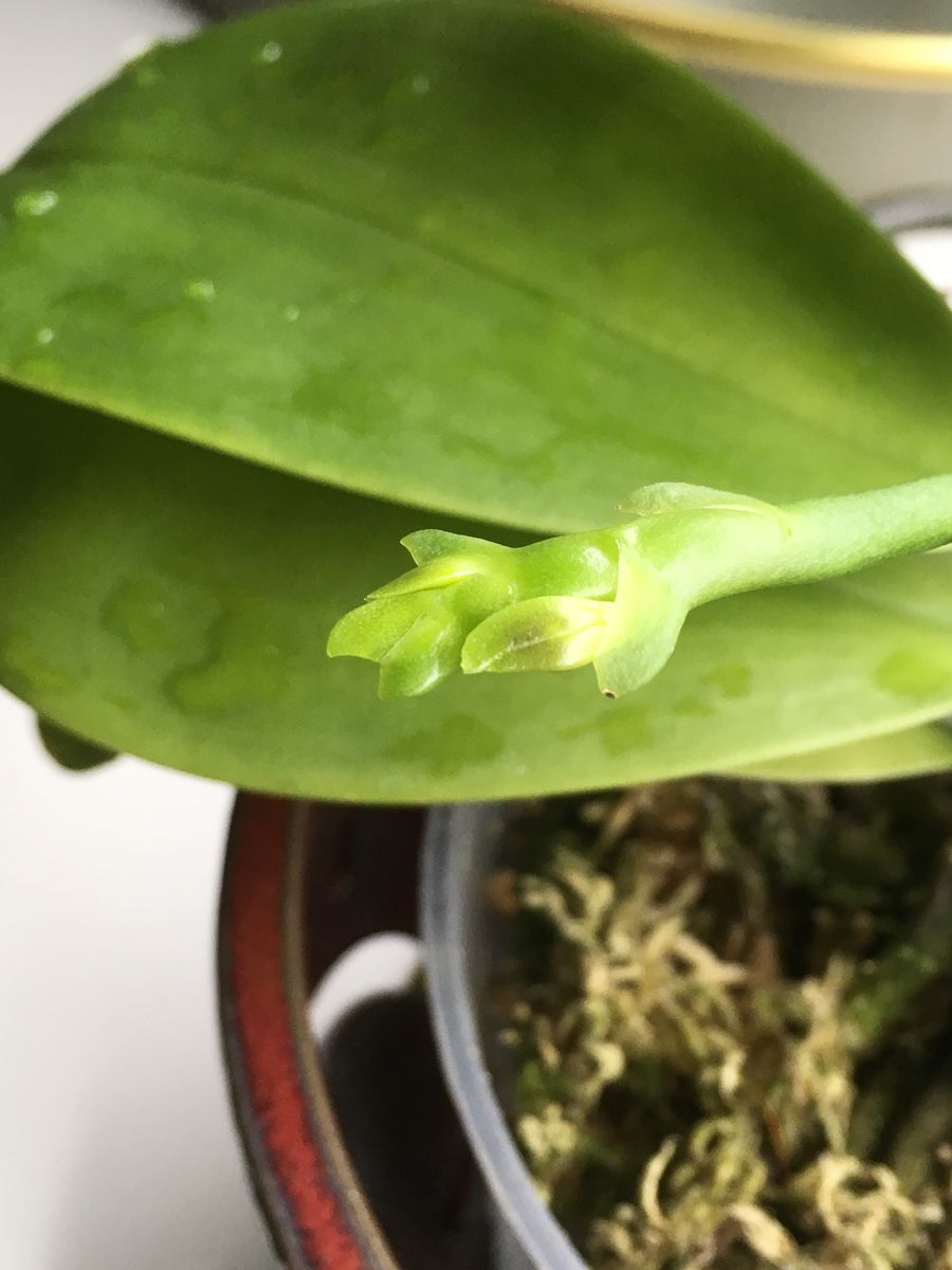 ミツオ君に蕾確認(^^)