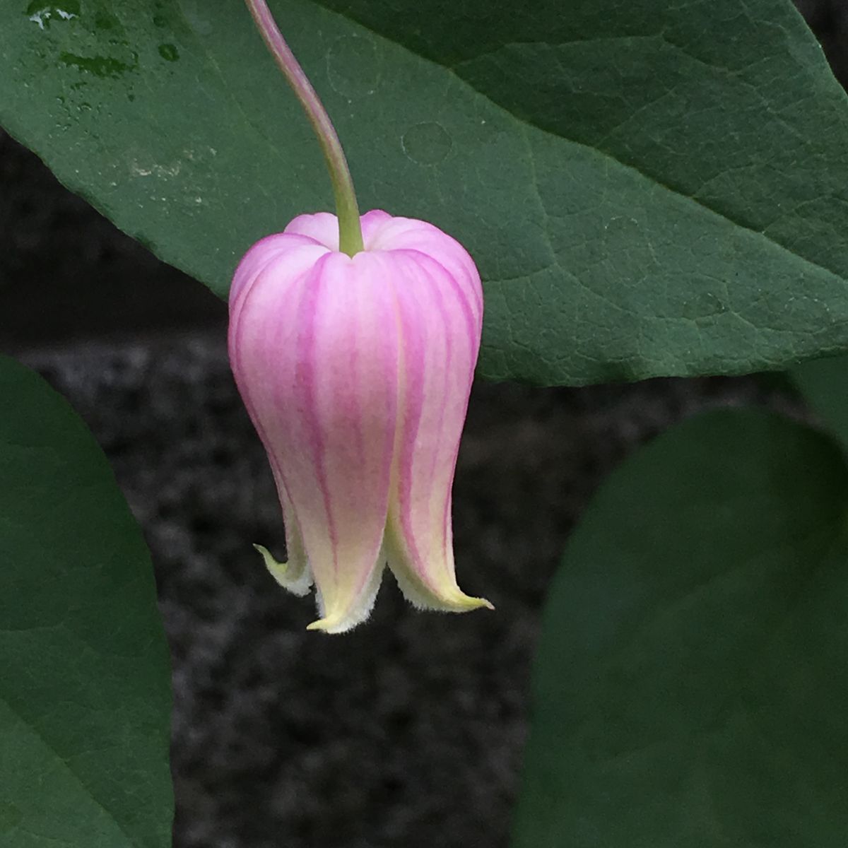 今日の開花